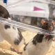 A pair of rats looking around for pals to help them get a pit going.